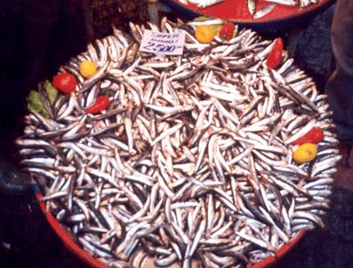 Hamsi geçen yıla oranla daha bol