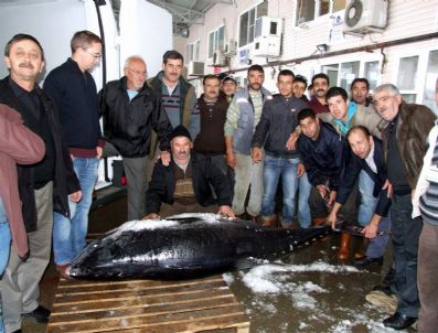 KUMKAPı - Bandırma'da Dev Orkinos Balığı İlgi Çekti