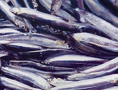 Karadeniz ve Marmara'da hamsi bereketi yaşanıyor