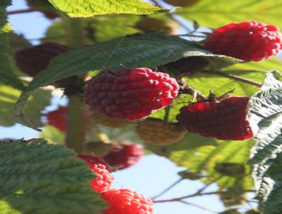 SARıMEŞE - Düzce'de Ahududu Projesi Meyvelerini Vermeye Başladı