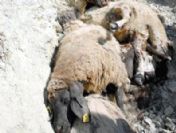 Bir koyun atladı diğerleri peşinden gitti, zarar büyük