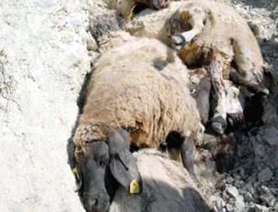 Bir koyun atladı diğerleri peşinden gitti, zarar büyük