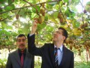 Giresun'da Çiftçiler Kivi Üretimine Yönlendiriliyor