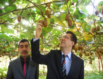 TAMER ORHAN - Giresun'da Çiftçiler Kivi Üretimine Yönlendiriliyor