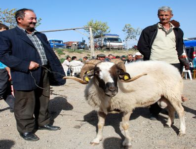 Kurbanlıklar El Yakıyor