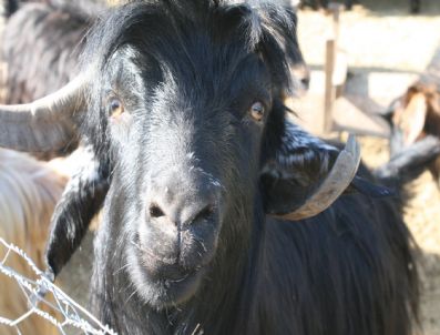 Osmaniye Belediyesi Kurban Bayramı Hazırlıkları