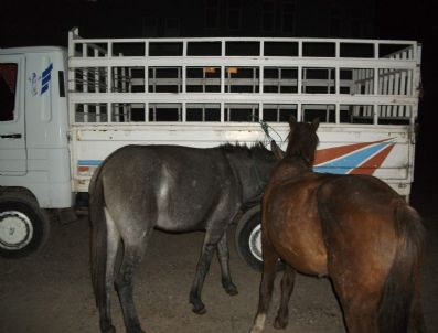 At Hırsızları Jandarmadan Kaçamadı