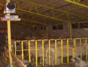 Koyun Çiftliğinde Müzikli Üretim