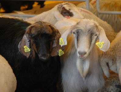 Kurban Pazarlarında Hareketlilik