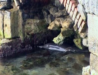 Yaralı Halde Emirgan Sahiline Vuran Yunus Öldü