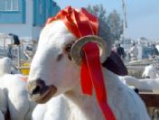 Türkiye'de 1.5 milyar TL'lik hayvan satışı bekleniyor