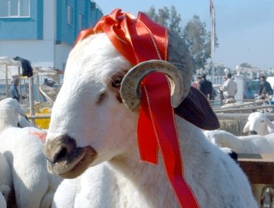 MUSTAFA YARDıMCı - Türkiye'de 1.5 milyar TL'lik hayvan satışı bekleniyor