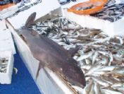 Rizeli Hamsicilere Köpek Balığı Şoku