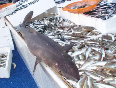 FAIK YILMAZ - Rizeli Hamsicilere Köpek Balığı Şoku