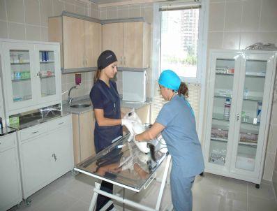 BIYOKIMYA - Mavişehir Hayvan Polikliniği Başarılı Hizmetlere Devam Ediyor