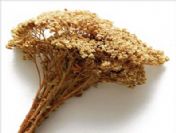 Migrenin tek ilacı civanperçemi!