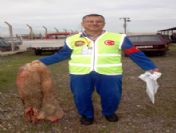 Çanakkale'de Toplanan Kurban Derisi Sayısında Düşüş