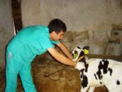 Hisarcık'ta 4 Bin 50 Adet Büyükbaş Hayvana Şap Aşısı Yapıldı