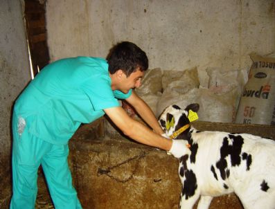 Hisarcık'ta 4 Bin 50 Adet Büyükbaş Hayvana Şap Aşısı Yapıldı