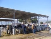 Ödemiş Hayvan Pazarında Gece Alışverişleri Sona Eriyor