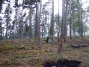 Ormanlık Alanlar Korunuyor