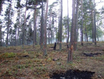 Ormanlık Alanlar Korunuyor