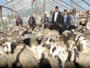 Tarım Kredi Kooperatifi'nden Köylüye Damızlık Koyun