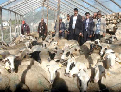 Tarım Kredi Kooperatifi'nden Köylüye Damızlık Koyun