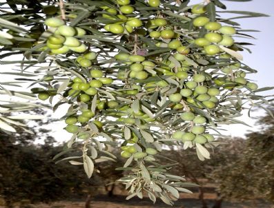 Zeytinyağı İhracat Karnesi 5 Yıldır Eksi Veriyor