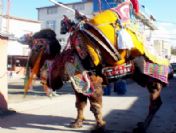 Havut Giyen Develer, Güreşleri Bekliyor