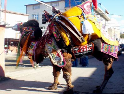 Havut Giyen Develer, Güreşleri Bekliyor