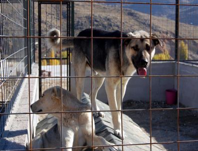 FEHMI ALAYDıN - Bitlis'teki Sokak Hayvanlarının Da Artık Bir Evleri Var