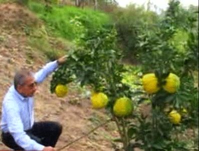 Kabak büyüklüğünde mandalina