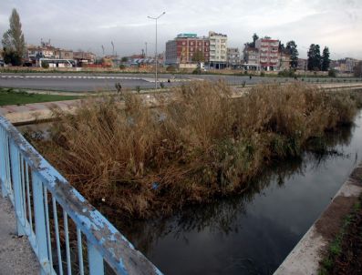 DSI - Sarıçay Ormana Döndü