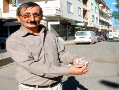 SEVIMLI HAYVANLAR - Yaralı Kumruya Sahip Çıktı