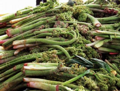 LOSEMI - Yayla Muzu Kanseri Önlemede Etkili