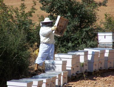 SÖKE OVASı - Arılar Türk Pamuğuna Küstü, Pamuk Balı Tarihe Karışıyor