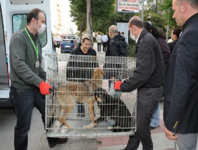 ALI ASLAN - Başıboş Köpekler Kontrolden Geçirildi