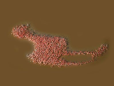 DAILY MAIL - Görenleri şaşkına çeviren manzara