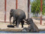 Doğal Yaşam Parkı'nı 9 Günde 56 Bin Ziyaretçi Gezdi