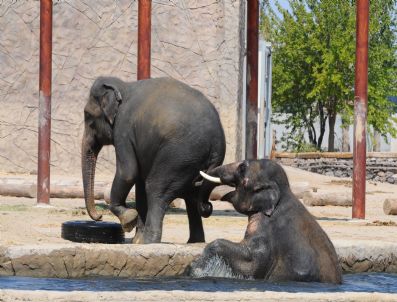 Doğal Yaşam Parkı'nı 9 Günde 56 Bin Ziyaretçi Gezdi