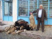 Thk, Mut'ta 4 Bin 521 Kurban Derisi Topladı