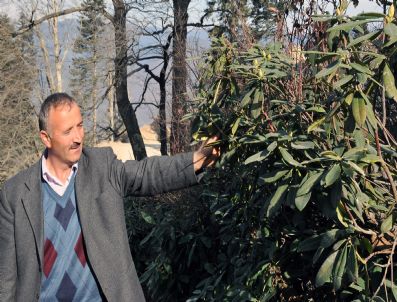MEHMET ÜNLÜ - Yüzyıllardır Çiçek Açamayan 'Orman Gülü'
