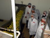 Erzincan'da Sanayi Meyveciliği Gelişiyor