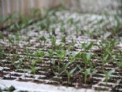 Anadolu'nun Yerli Tohumları Pamukkale Üniversitesi'ne Emanet