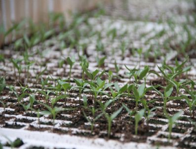 GDO - Anadolu'nun Yerli Tohumları Pamukkale Üniversitesi'ne Emanet
