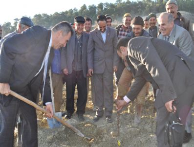 YALÇıN SEZGIN - Kaymakam Sezgin, Pehlivanlarla Birlikte Meyve Fidanı Dikti