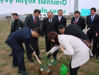 NIYAZI ERTEN - Kelkit-köse Karayoluna 2 Bin Sarı Çam