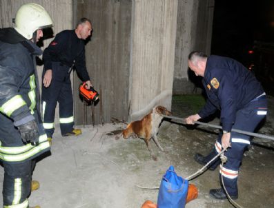 Asansör Boşluğuna Düşen Köpek Kurtarıldı