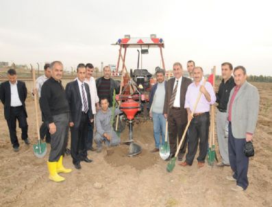 Özel İdare'den Batman'a 15 Bin Çam Fidanı